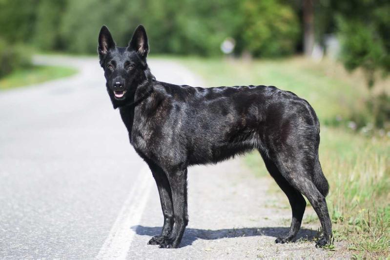 Azuricoyotes Tragedy In Black | Dutch Shepherd 