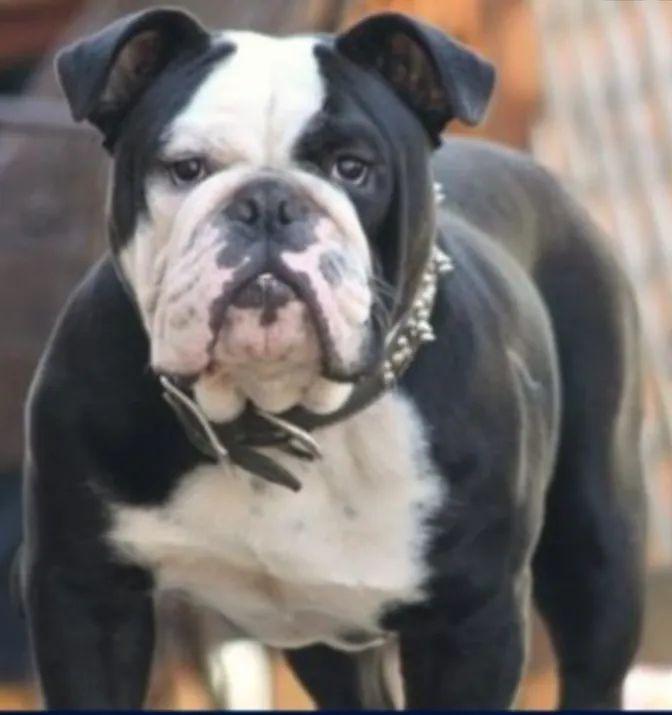 Mugshot's Floyd | Olde English Bulldogge 