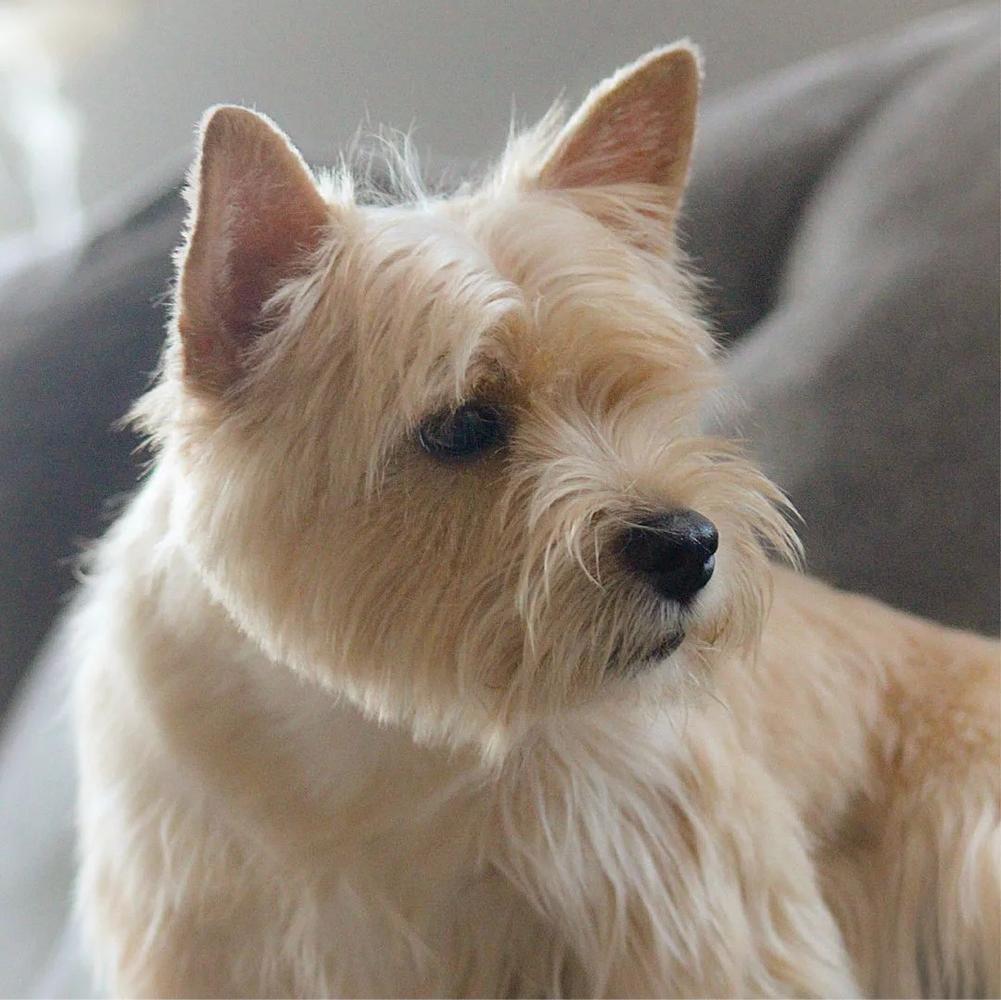 Evgen Poli Oliver | Norwich Terrier 