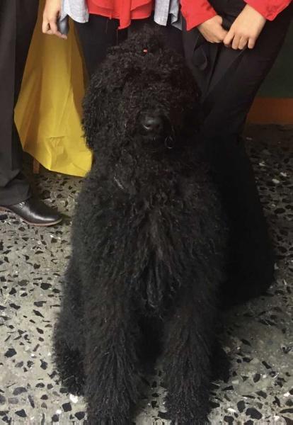 Mesquite´s Indigo Bruno | Poodle 