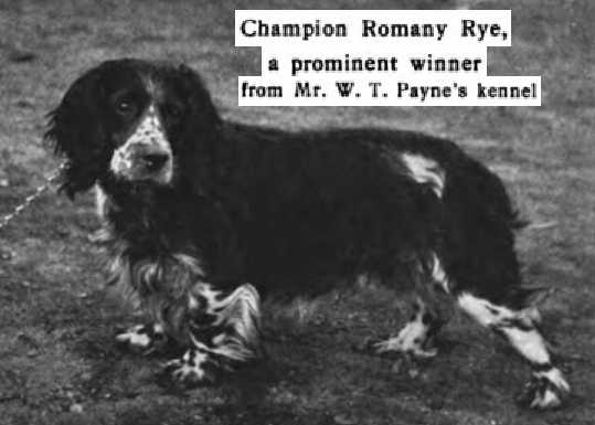 Romany Rye (c.1906) 054501 vXVII | American Cocker Spaniel 