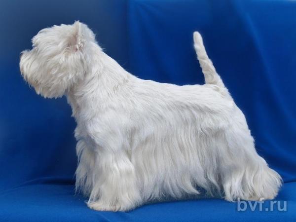 Bilbo Begens Dai Hard | West Highland White Terrier 