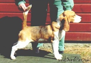 Daragoj Diamond Forever | Beagle 