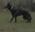 Jeta Von Ramous | German Shepherd Dog 
