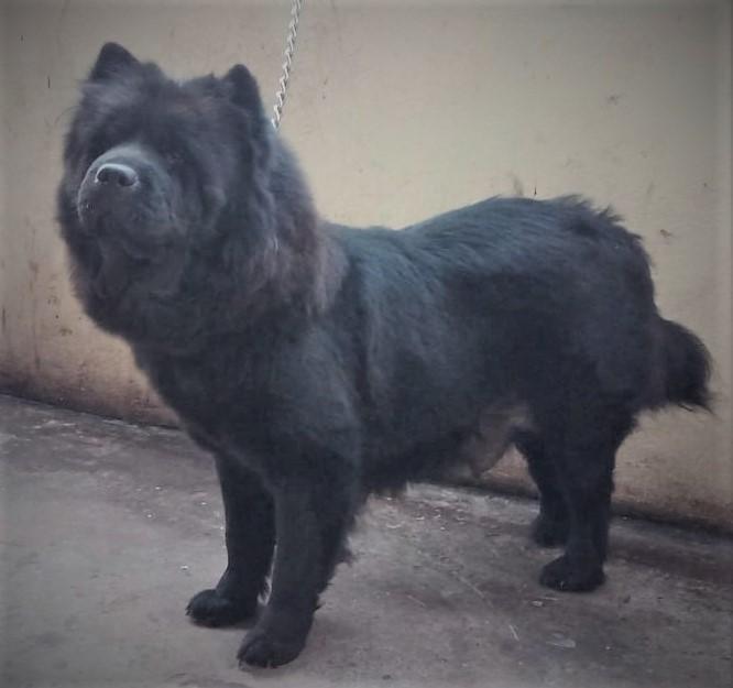 Elsa | Chow Chow 