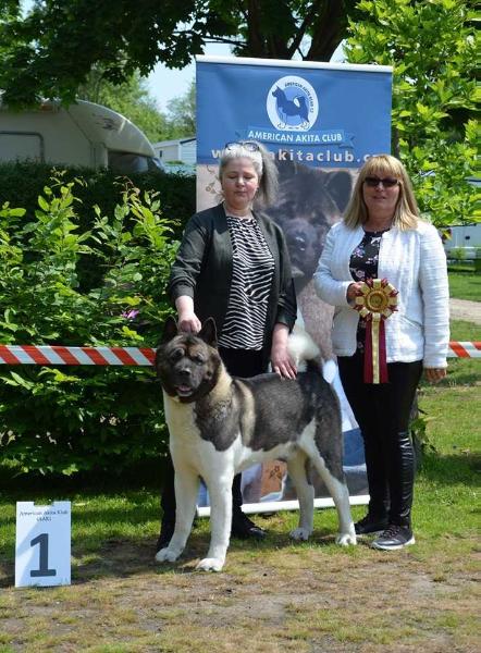 Akim Bohemia Spirit | Akita 