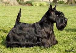 Lucia's Dream Scandalizer | Scottish Terrier 
