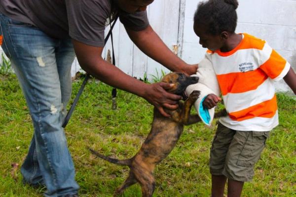 Casie van Guard (Mr. U.Muff Jr.) | Dutch Shepherd 