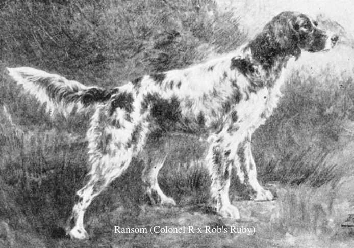 Ransom (Colonel R x Rob's Ruby) | English Setter 