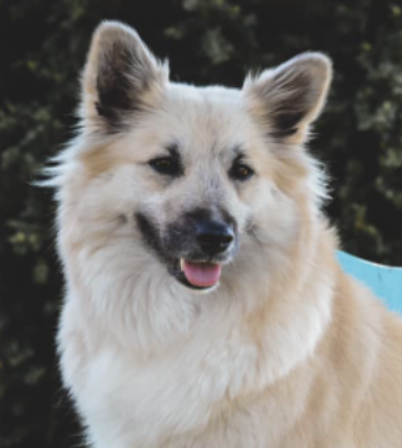 Gjósku Álfadís Engström | Icelandic Sheepdog 