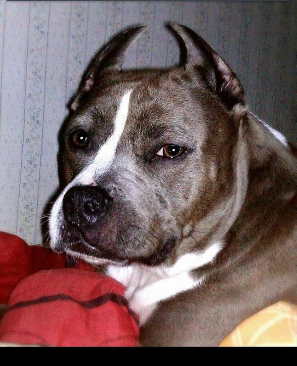 Ro'Raima's Cindy V Kodiak | American Staffordshire Terrier 