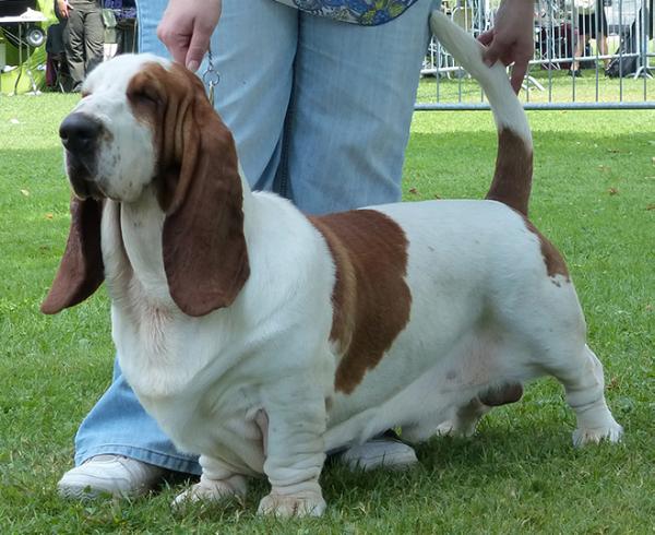 Orvosházi Hosszúkanyar FILA | Basset Hound 