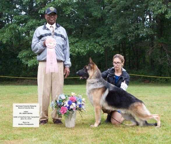 She-Rock's Casanova Of Inquest | German Shepherd Dog 