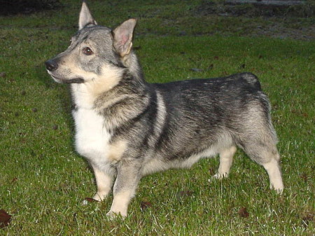 Brandklipparen's Tore | Swedish Vallhund 