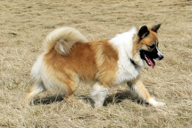 Hellu Vaskur | Icelandic Sheepdog 