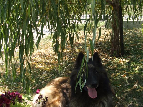 Hurkatöltési Kiffa | Belgian Tervuren 