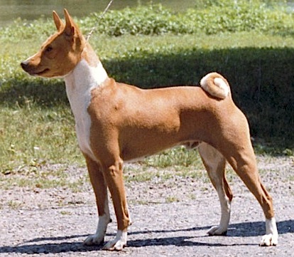 Akuaba The Red Fox | Basenji 