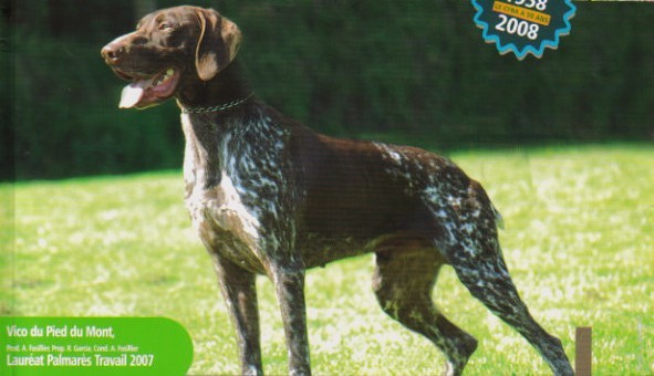 Vico du Pied du Mont | German Shorthaired Pointer 