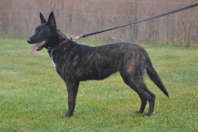 Von Scheffler's Bauer | Dutch Shepherd 