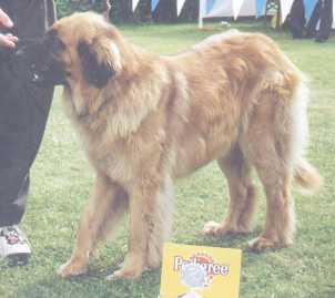 Dara-Diwall-Britta v. Steinshof | Leonberger 