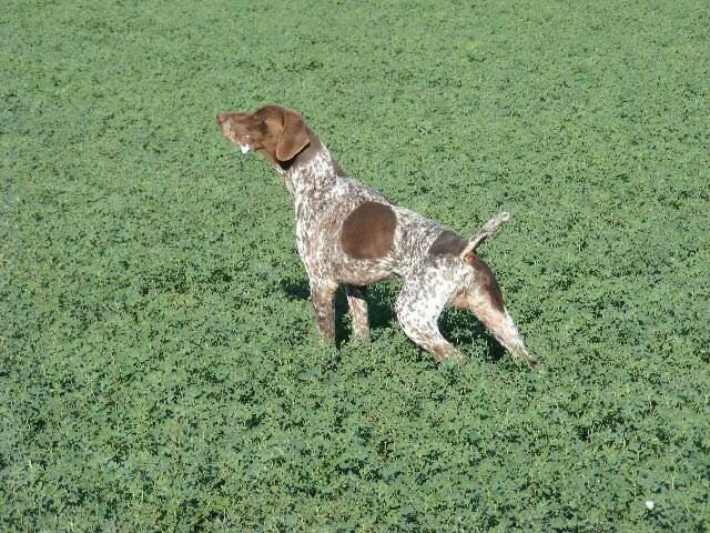 LUTHER DELLA VAL DI REM | German Shorthaired Pointer 