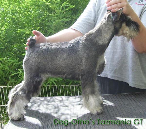 Dog-Otho¿s Tazmania / GT | Miniature Schnauzer 