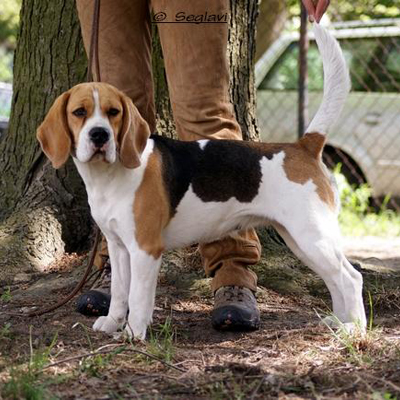 Blazing Scent (FCI) ALICE | Beagle 