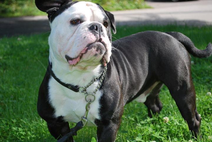 Bullforce Black Strike | Olde English Bulldogge 