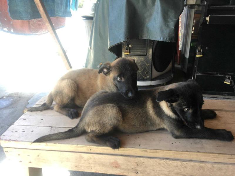 Anubis a.k.a. Wolverine of Prado K9 | Belgian Malinois 