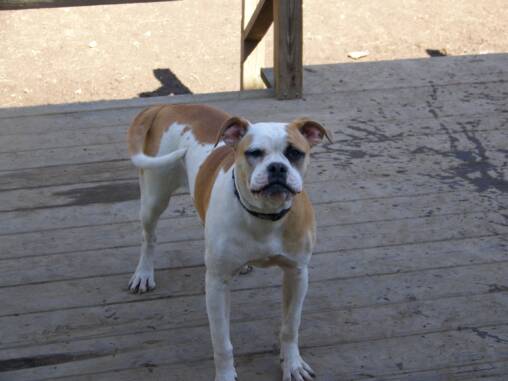 Long's Dee Dee | American Bulldog 