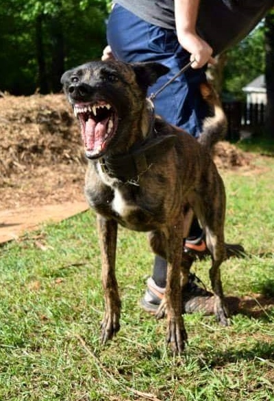 Katsu Van Patriot | Dutch Shepherd 