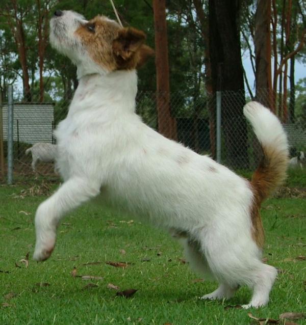 Jacattack Bean A Skylark | Jack Russell Terrier 