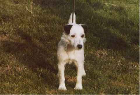 Bracken of Knightwood | Jack Russell Terrier 