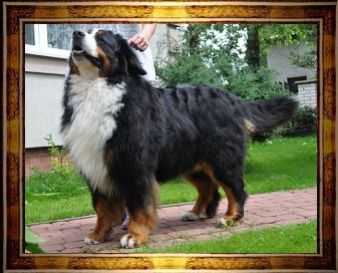 MICHAUDVILLE THRUMAN | Bernese Mountain Dog 