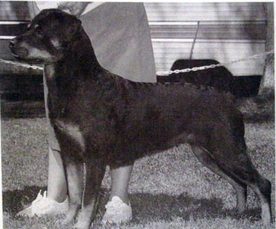 Vom Sonnenhaus Tanja von Vera | Rottweiler 