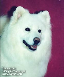 Aysmun Light Katlin | Samoyed 