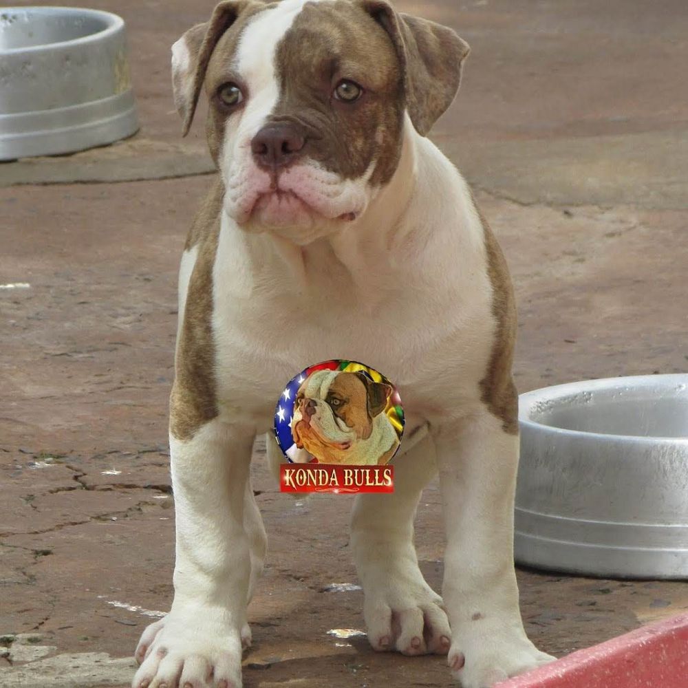 Konda Bulls Lisa | American Bulldog 