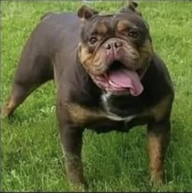 D-Day's Rousey | Olde English Bulldogge 