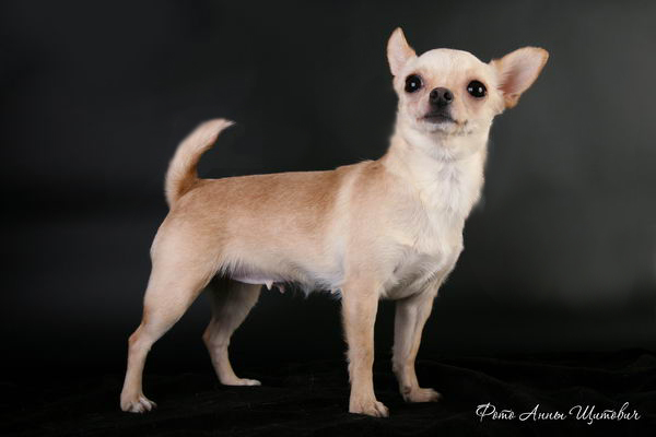 Divo divnoe ariya | Chihuahua 