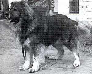 Osman | Caucasian Mountain Dog 