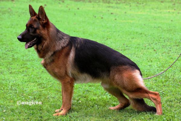 Pep vom Hanneß | German Shepherd Dog 