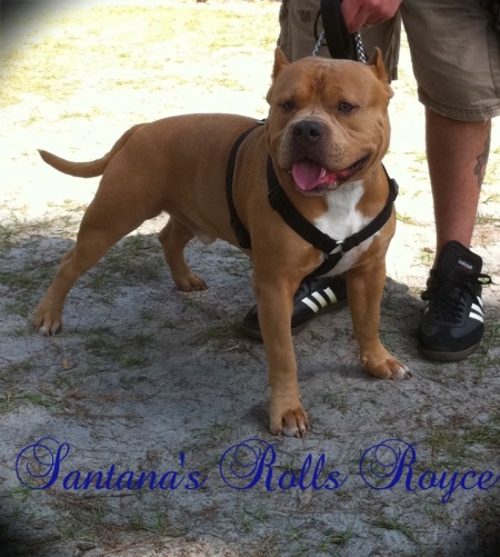 Santana's Rolls Royce | American Pit Bull Terrier 