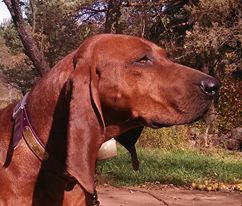 Rimfires what goes around | Redbone Coonhound 