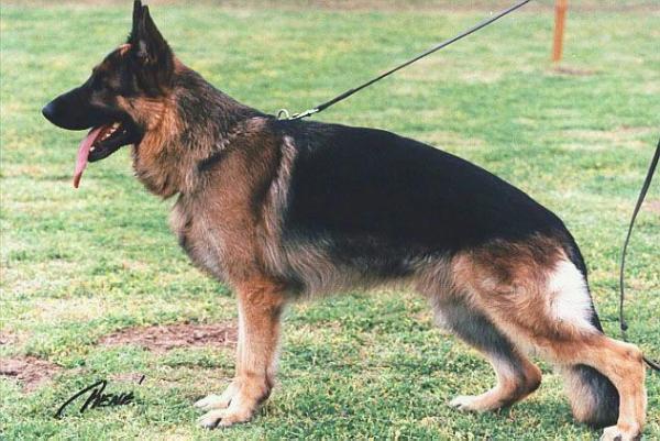 Pitt von Tronje | German Shepherd Dog 