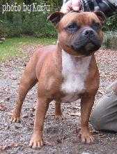 Hot Staff`s Win`N Grin | Staffordshire Bull Terrier 