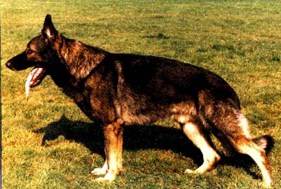 Aly vom St. Wendeler Land | German Shepherd Dog 