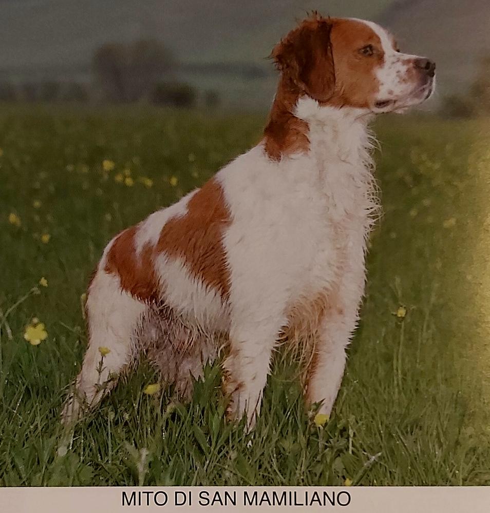 MITO di San Mamiliano | Brittany 
