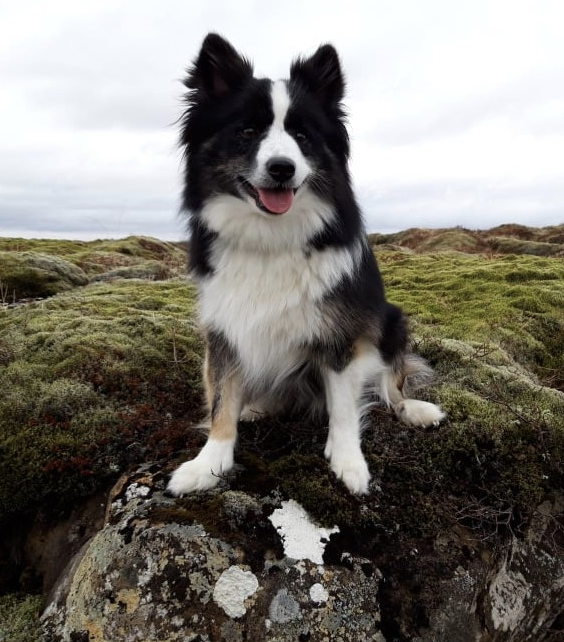 Laufeyjar Hrafndís | Icelandic Sheepdog 