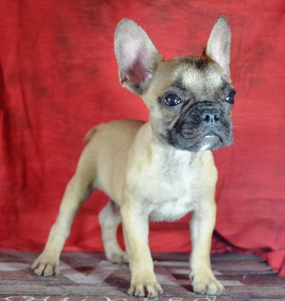 Maxitrend's Groovy | French Bulldog 