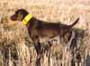 SHOOTING STARR'S WIND WALKER MH | German Shorthaired Pointer 